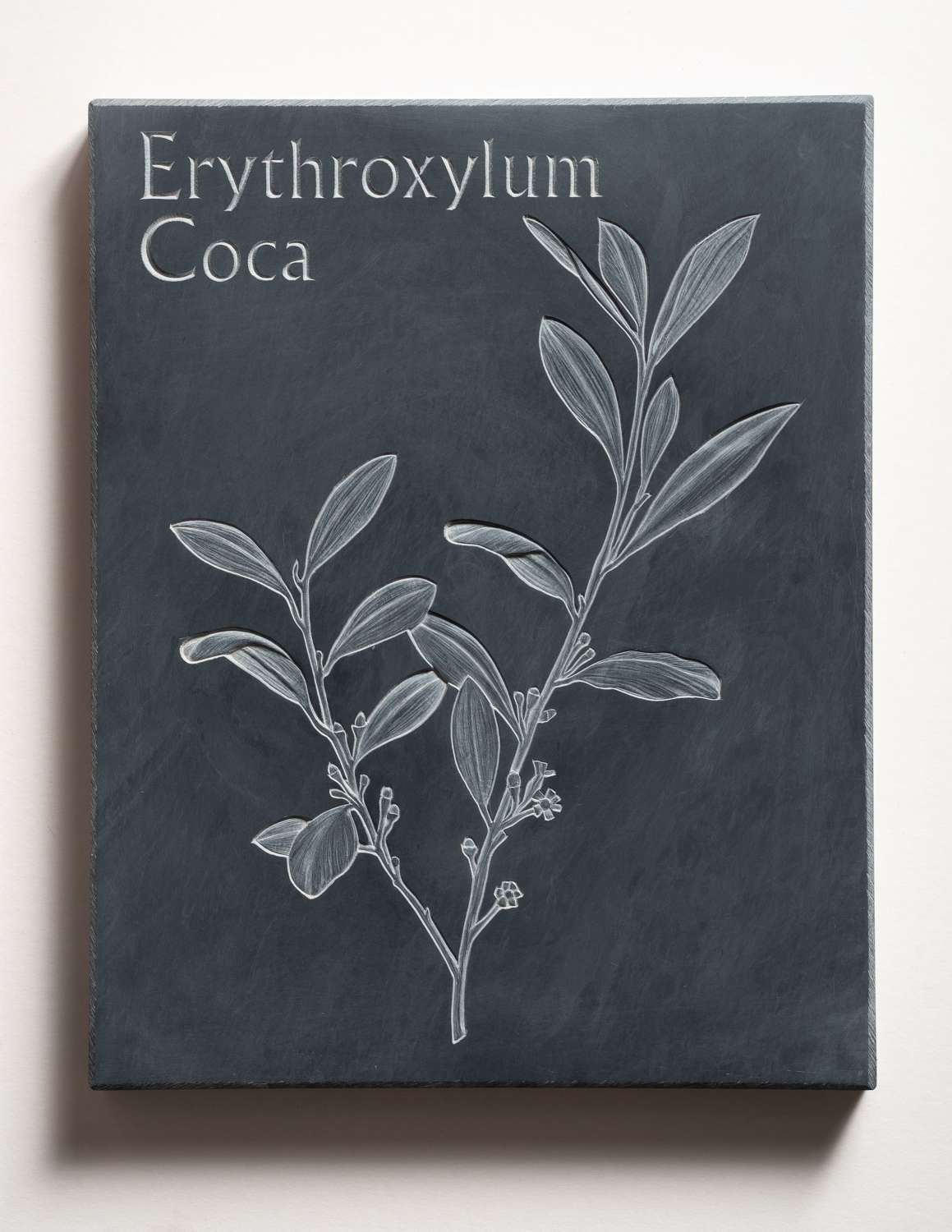 Tracy Steel. Erythroxylum Coca - Cocaine.