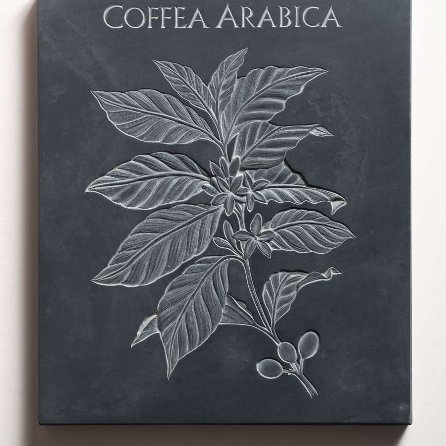 Tracy Steel. Coffea Arabica. Coffee.